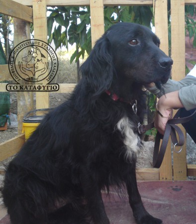 Όνομα: Barry ♥ Ηλικία: 4 ετών Φύλο: Αρσενικό  Ράτσα: Ημίαιμο Cocker  Μέγεθος: Μεσαίο.