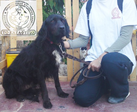 Όνομα: Barry ♥ Ηλικία: 4 ετών Φύλο: Αρσενικό  Ράτσα: Ημίαιμο Cocker  Μέγεθος: Μεσαίο.