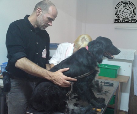 Όνομα: Barry ♥ Ηλικία: 4 ετών Φύλο: Αρσενικό  Ράτσα: Ημίαιμο Cocker  Μέγεθος: Μεσαίο.
